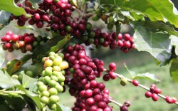 Tin cà phê: Sử dụng các giống cà phê thực sinh TRS1, giống cà phê ghép TR4, TR9 hay TR1