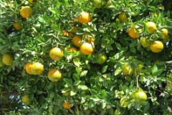 Thực trạng và giải pháp phát triển cho trái cây tại huyện Ea Kar