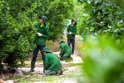 Sản phẩm Công nghiệp nông thôn tiêu biểu cấp khu vực năm 2022: Hạt mắc ca Đắk Lắk cao cấp mang thương hiệu Damaca Nguyên Phương.