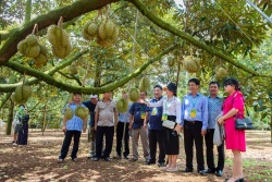 Du khách tham quan vườn sầu riêng hữu cơ tại Huyện Krông Pắc - Ảnh: Ngô Minh Phương