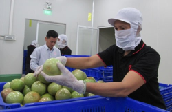 Thái Lan có nhu cầu lớn nhập trái cây tươi, hàng Việt nhiều cơ hội