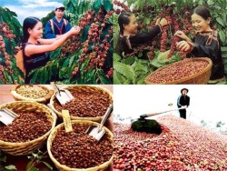 Đắk Lắk: Nỗ lực không ngừng nâng tầm giá trị hạt cà phê trên địa bàn tỉnh