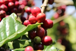 Cà phê chiếm tỷ trọng kim ngạch xuất khẩu trên 50% của Đắk Lắk