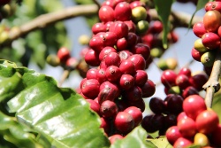 Cà phê, mặt hàng xuất khầu chủ lực của tỉnh Đắk Lắk