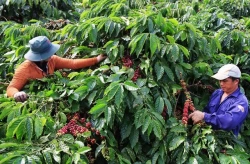 Ngành cà phê sẽ chịu tác động từ quy định hàng hóa không gây mất rừng của EU. Ảnh minh họa.