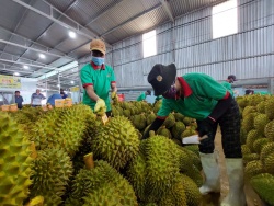 Chuyên đề giải pháp hỗ trợ nông dân, doanh nghiệp tiêu thụ sản phẩm nông sản trên địa bàn tỉnh Đắk Lắk