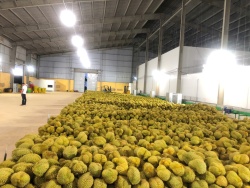Thị trường sầu riêng tỉnh Đắk Lắk