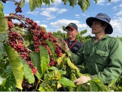 Coffee farmers stuck under EUDR regulations due to lack of documents, difficult to trace 