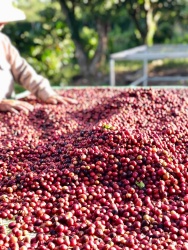 Quả cà phê chín