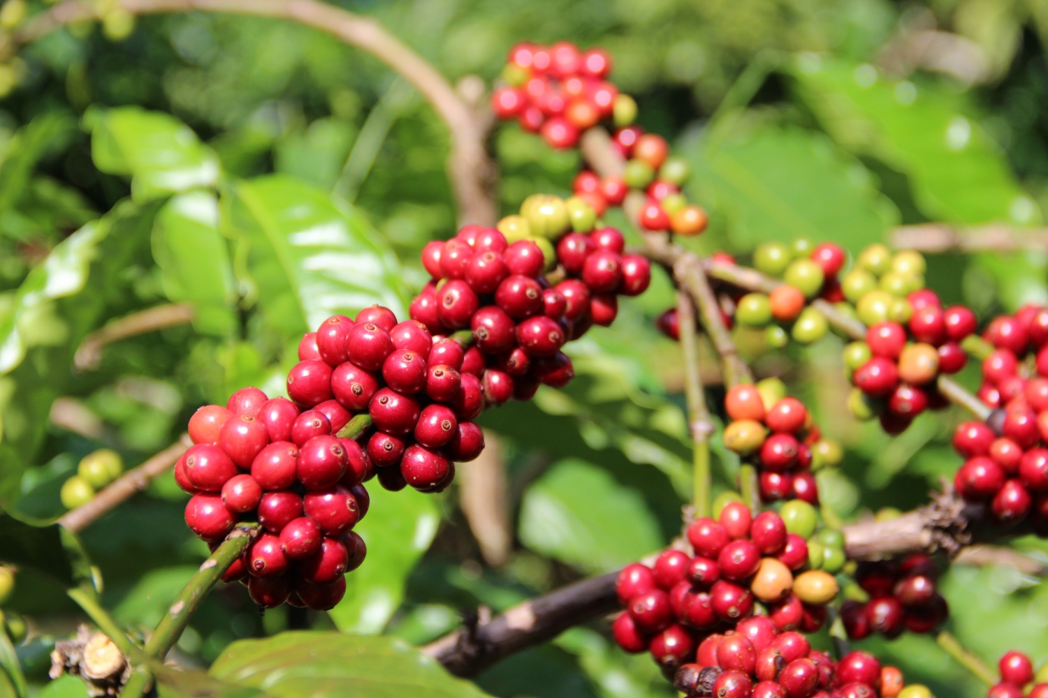 Ngành Công Thương Đắk Lắk hỗ trợ nâng cao năng lực cạnh tranh cho doanh nghiệp sản xuất kinh doanh cà phê 