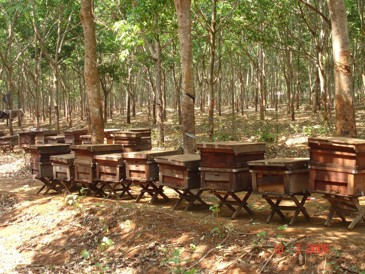 Sản lượng mật ong Đắk Lắk Xấp xỉ 15.000 tấn/năm