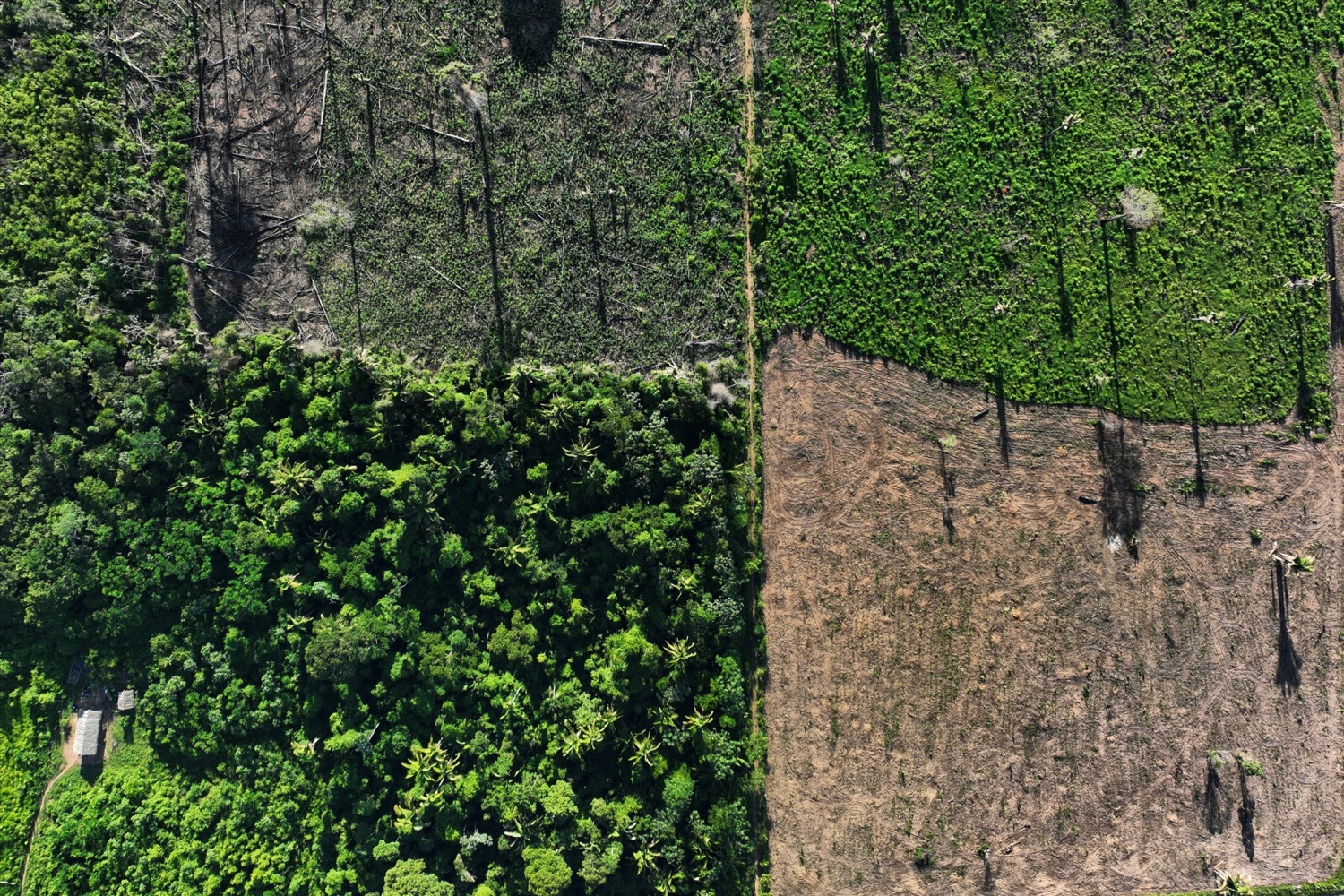 EU lawmakers back ban on goods linked to deforestation