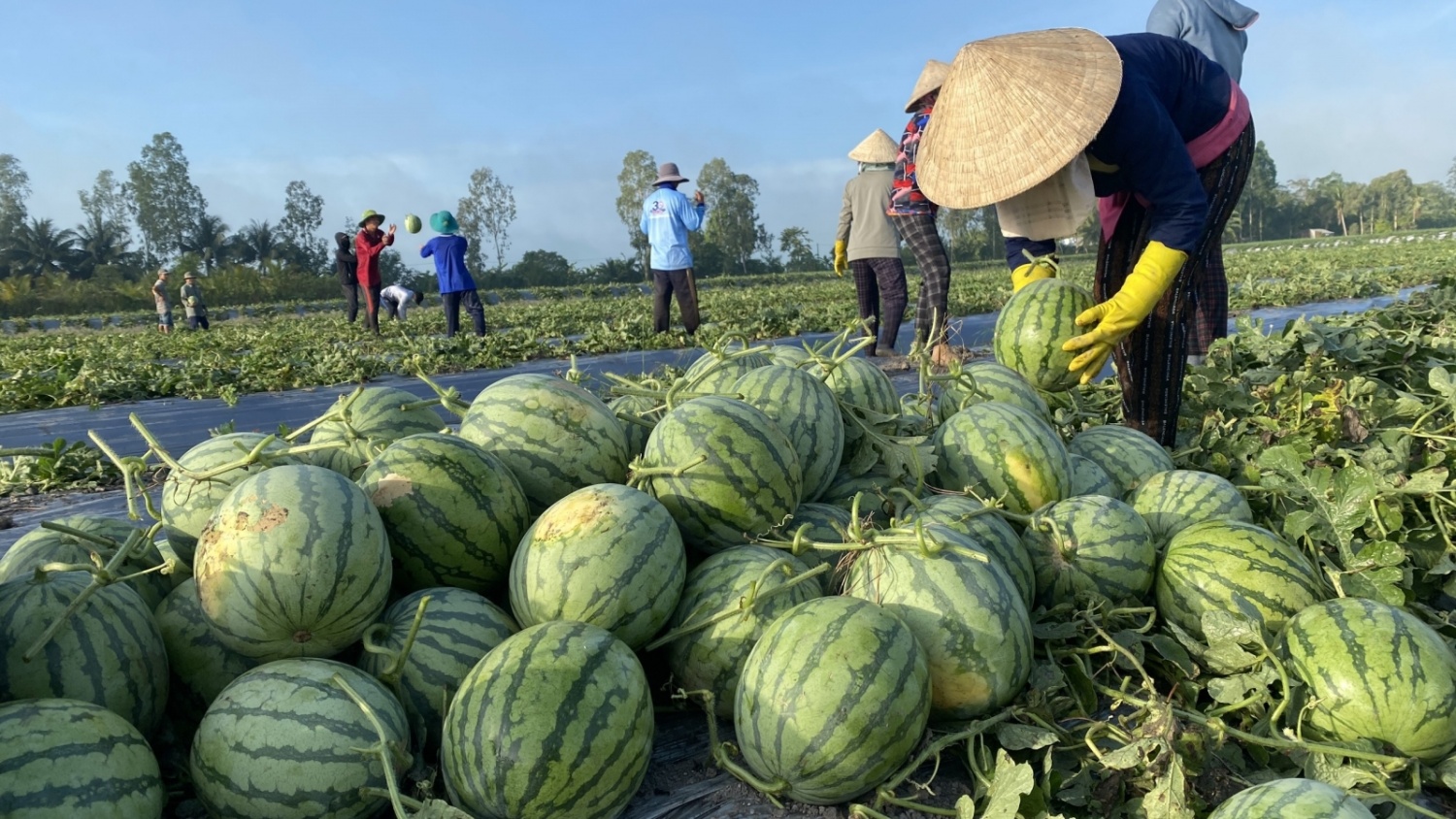 Thông báo chính sách kiểm soát nhập khẩu đối với dưa hấu của Việt Nam