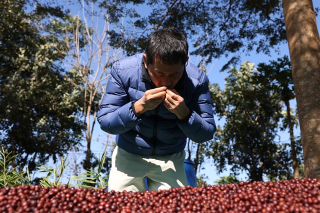 Lê Đình Tư, owner of the Aeroco Coffee Farm in Buôn Ma Thuột, examines his coffee beans. — VNA/VNS Photo Tuấn Anh